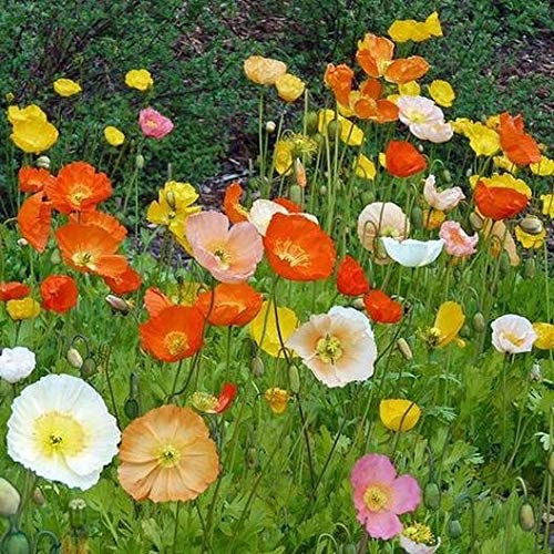 Iceland Poppy, 3000 Flower Seeds Per Packet