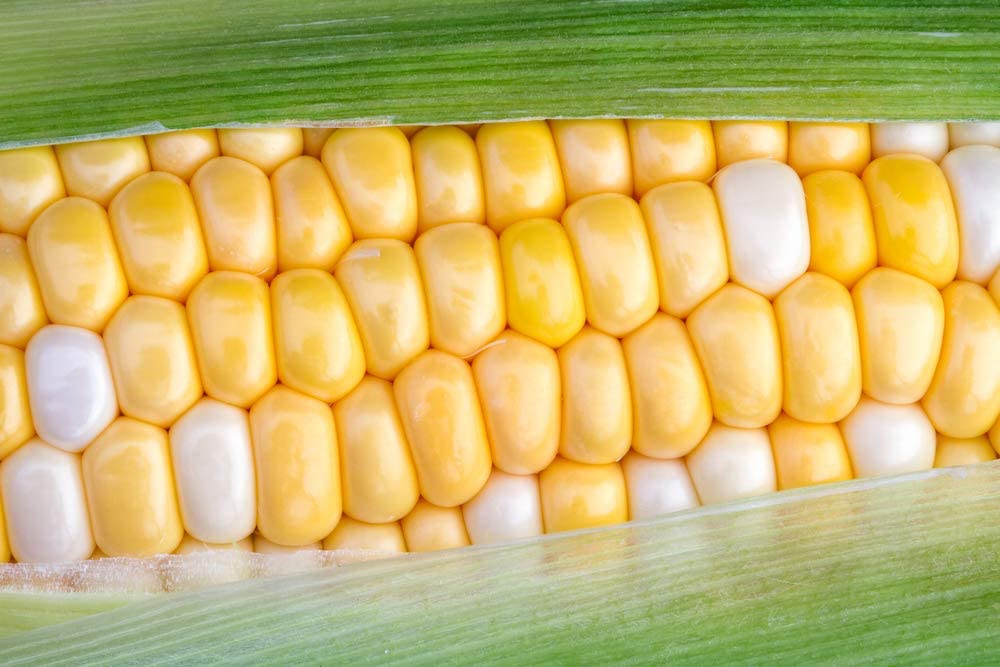 "Coastal" Bi-Color Sweet Corn Seeds, 50+ Seeds Per Packet, Non GMO Seeds, Botanical Name: Zea mays