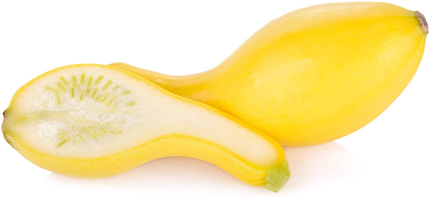 Crookneck Summer Squash, 30 Heirloom Seeds Per Packet, Non GMO Seeds
