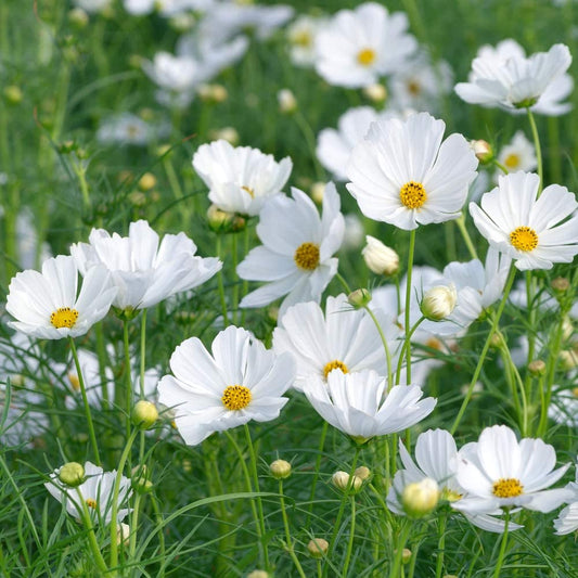 Cosmos Bipinnatus Dwarf White, 100 Seeds Per Packet, Non GMO Seeds