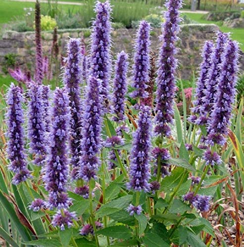 lavender hyssop plant Purple Giant Hyssop Fragrant Herb, 250 Heirloom Seeds Per Packet, Non GMO Seeds