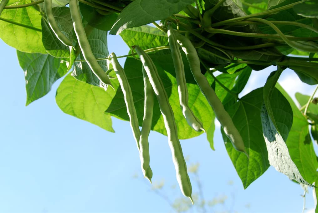 Kentucky Wonder Brown Pole Bean Seeds, 30 Heirloom Seeds Per Packet, Non GMO Seeds