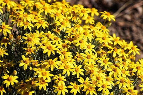 Oregon Sunshine Flowers, 300 Seeds Per Packet, Non GMO Seeds