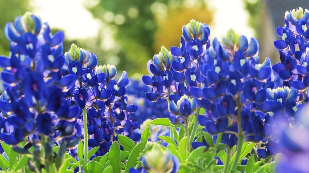 Texas Bluebonnet