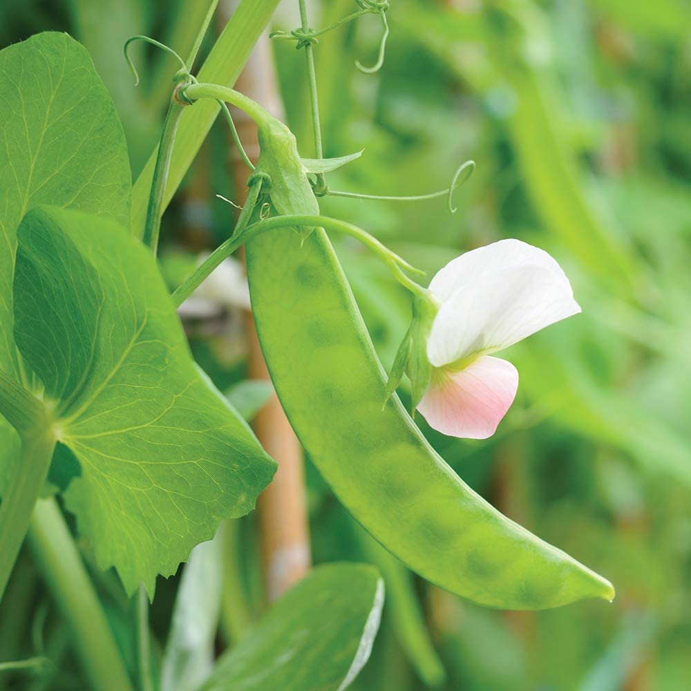 Dwarf Grey Sugar Pea, 30 Heirloom Seeds Per Packet, Non GMO Seeds