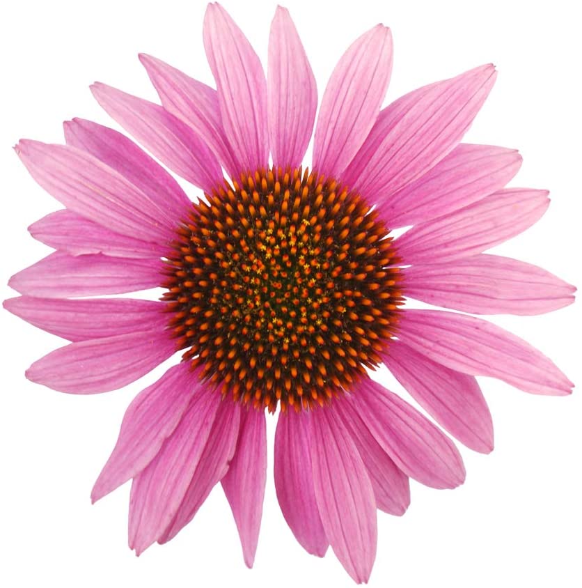 Echinacea Purple Coneflower, 750 Seeds Per Packet, Non GMO Seeds