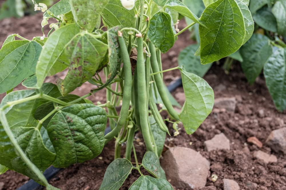 Tendergreen Bush Bean, 50 Heirloom Seeds Per Packet, Non GMO Seeds