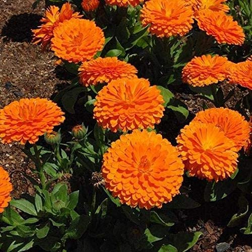 Calendula Orange Pacific Beauty, 250 Seeds Per Packet, Non GMO Seeds