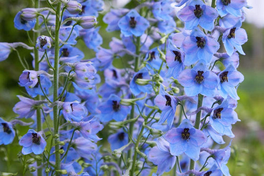 Larkspur Rocket Light Blue, 250 Seeds Per Packet, Non GMO Seeds