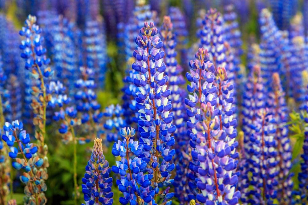 Lupine Blue Russell, 25 Seeds Per Packet, Non GMO Seeds