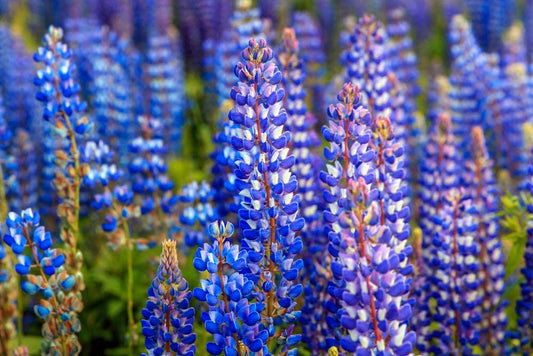 Lupine Blue Russell, 25 Seeds Per Packet, Non GMO Seeds