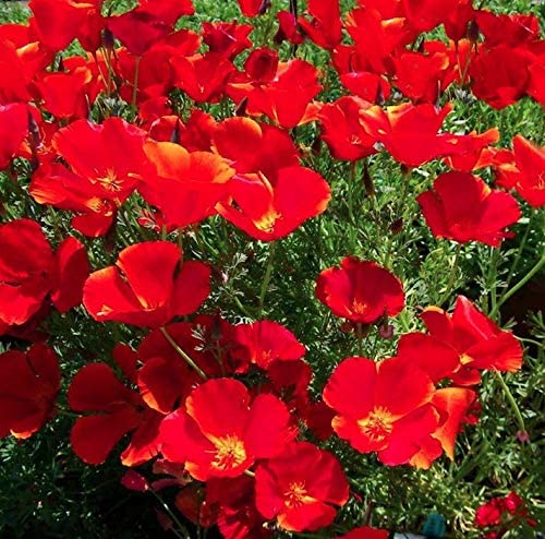Red Chief California Poppy, 2000 Seeds Per Packet