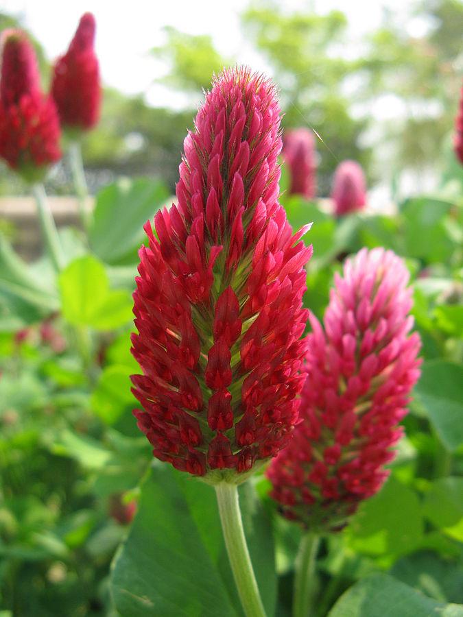Crimson Clover, 1500 Flower Seeds Per Packet