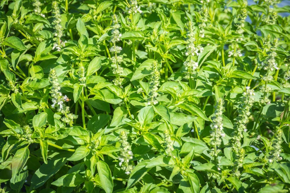 Lemon Sweet Basil