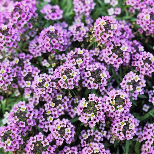 Alyssum Sweet Royal Carpet, 1000 Seeds Per Packet