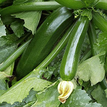 Dark Green Zucchini Seeds, 50+ Heirloom Seeds Per Packet, Non GMO Seeds, Botanical Name: Cucurbita Pepo