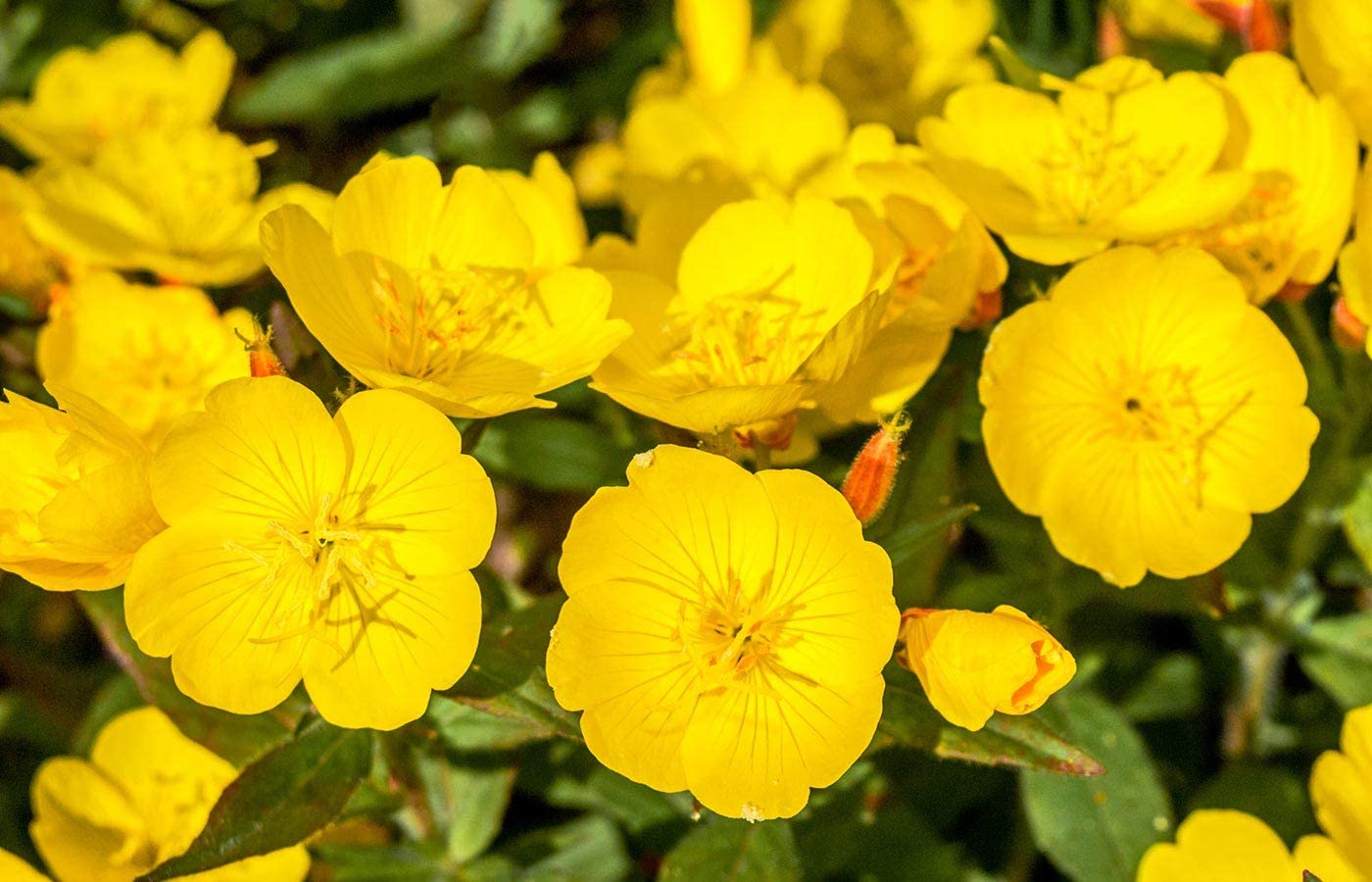 Evening Primrose, 1500 Seeds Per Packet