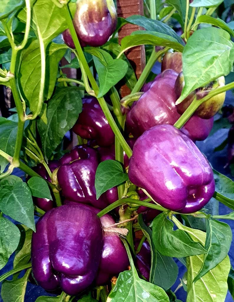 Sweet Lilac Bell Pepper
