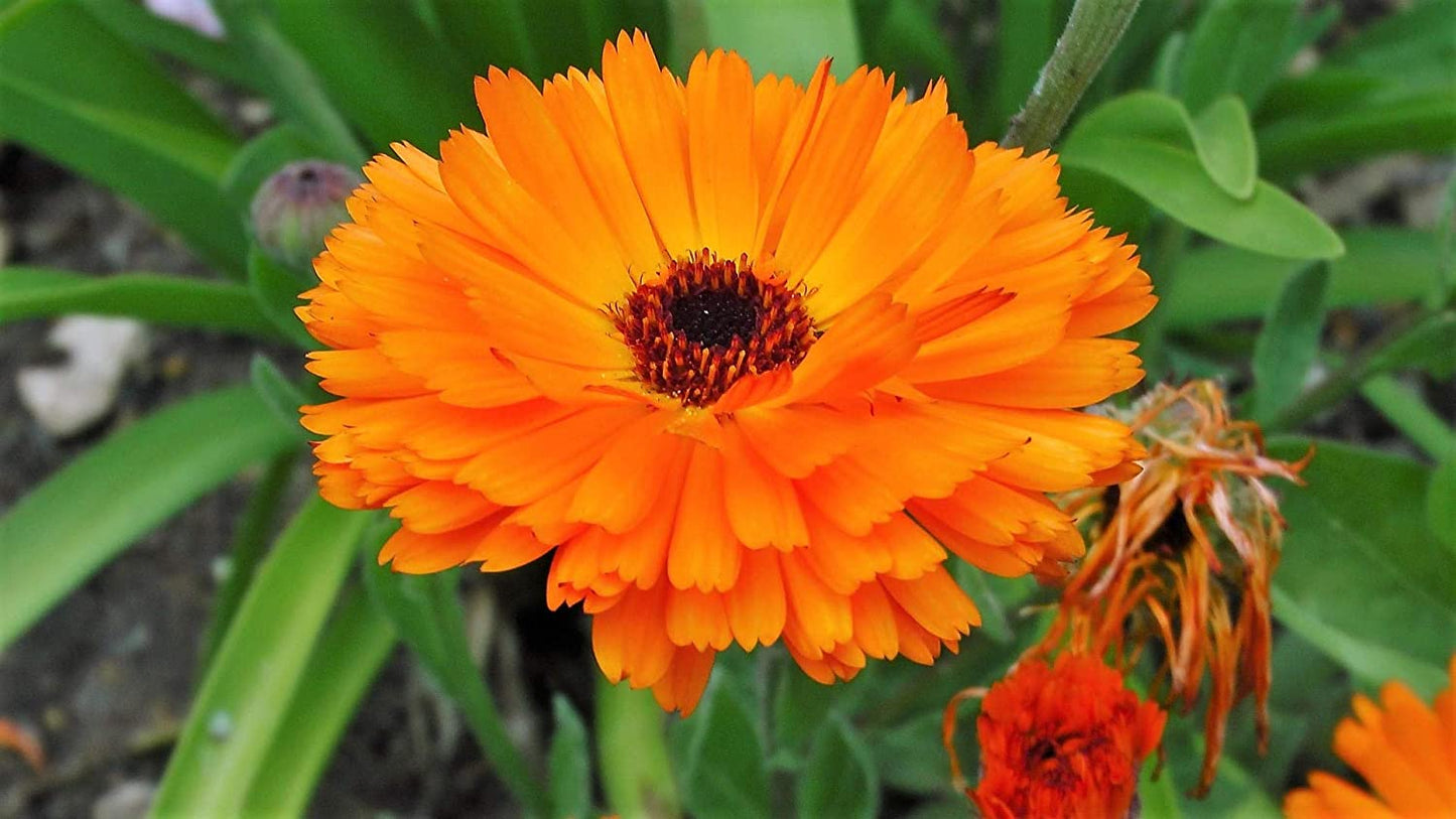 Calendula Orange Pacific Beauty, 250 Seeds Per Packet, Non GMO Seeds