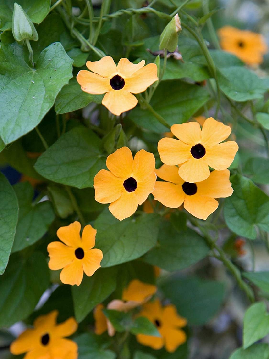 Black-Eyed Susan Vine, 25 Seeds Per Packet