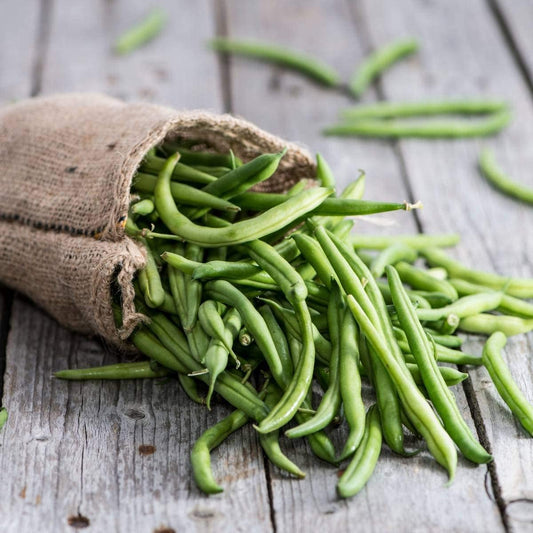 Strike Bush Bean, 30 Heirloom Seeds Per Packet, Non GMO Seeds