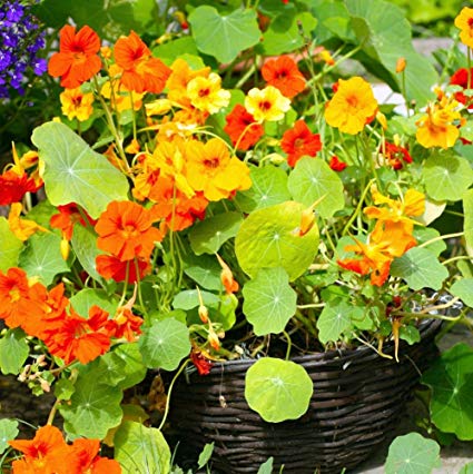 cherry rose jewel nasturtium seeds Nasturtium Dwarf Jewel Mix, 100 Flower Seeds Per Packet – Isla's Garden