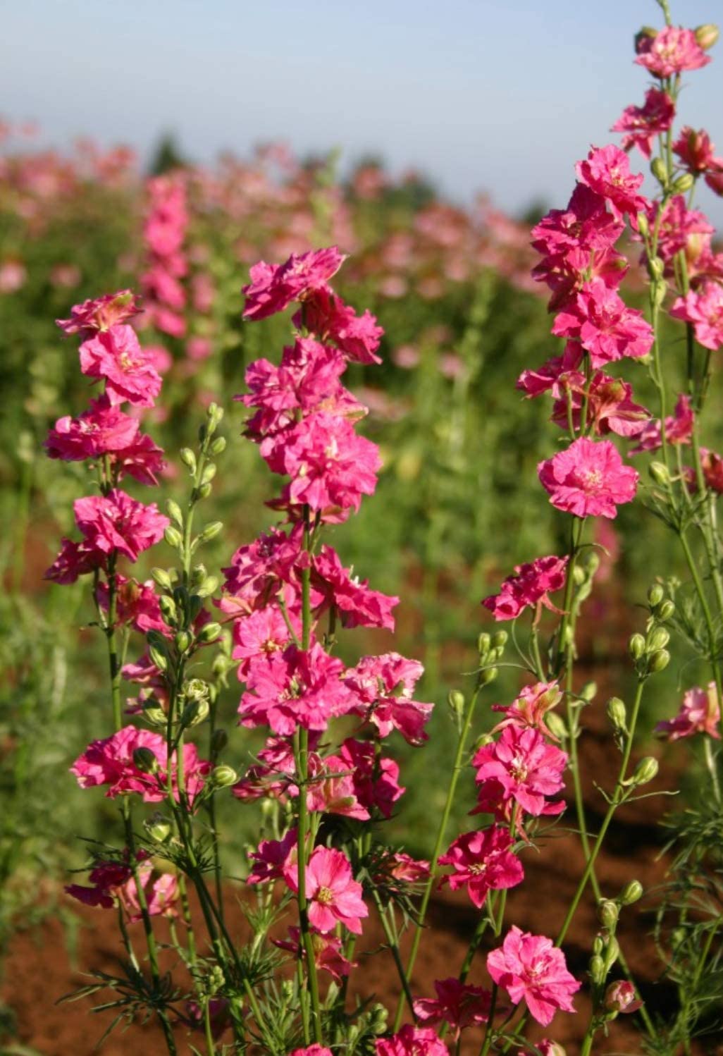 Larkspur Rocket Carmine Flower Seeds, 250 Seeds Per Packet, Scientific Name: Delphinium ajacis