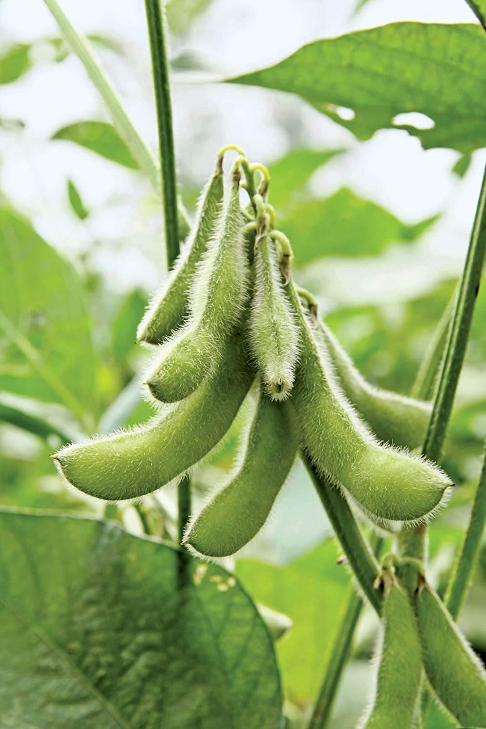 Soybeans, 25 Heirloom Seeds Per Packet, Non GMO Seeds