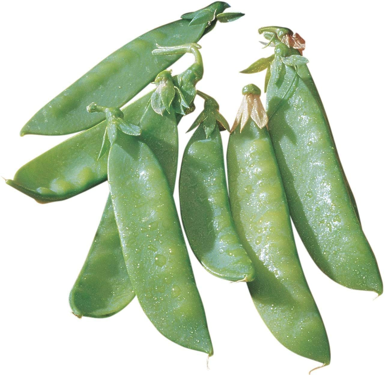 Mammoth Melting Sugar Pea