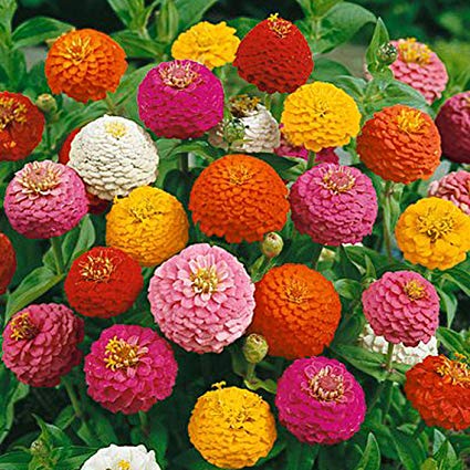 Lilliput Zinnia Flower Mix, 1000 Flower Seeds Per Packet