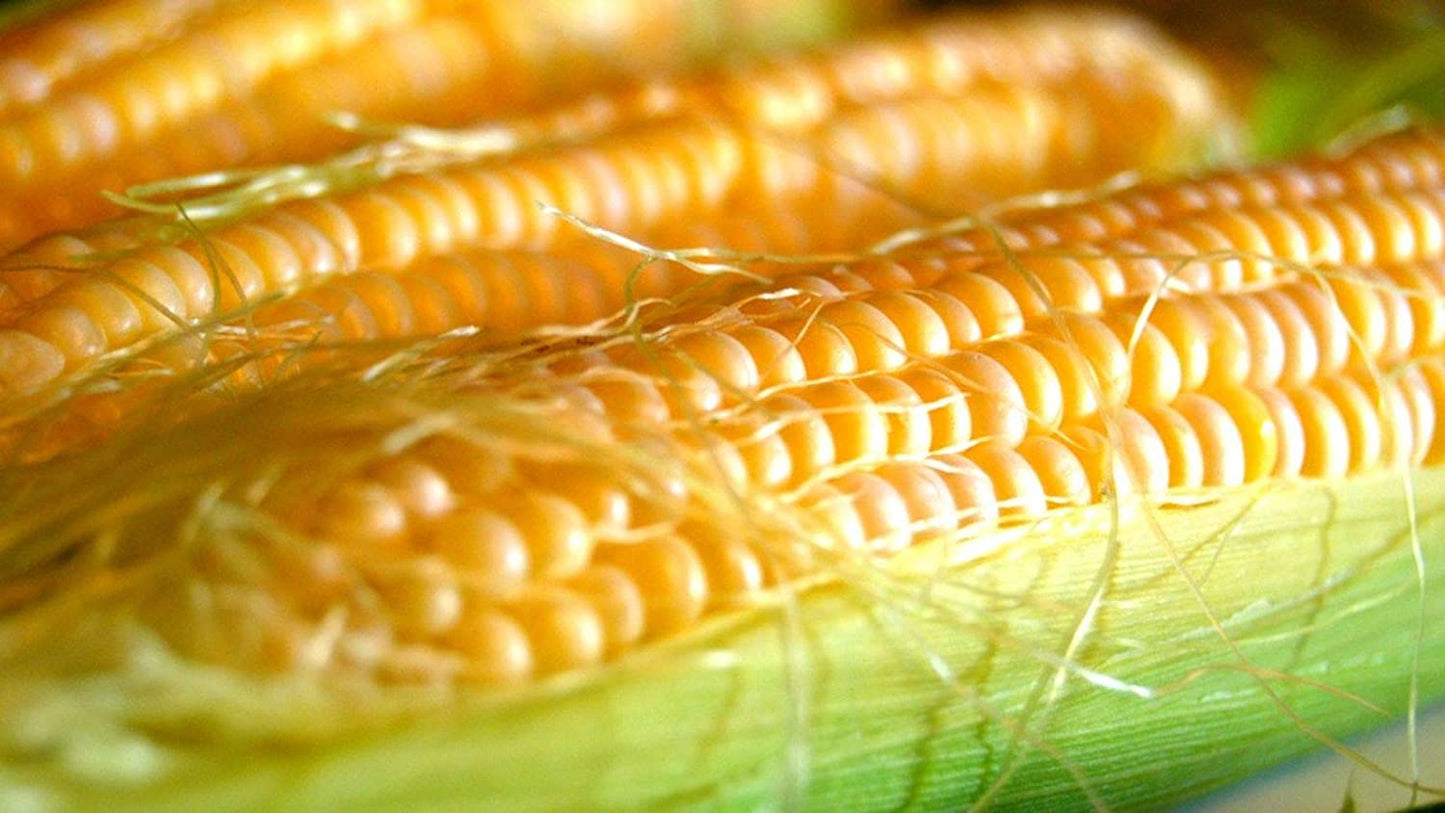 Honey Select Yellow Sweet Corn Seeds for Planting, 50+ Heirloom Seeds Per Packet, Non GMO Seeds, Botanical Name: Zea Mays