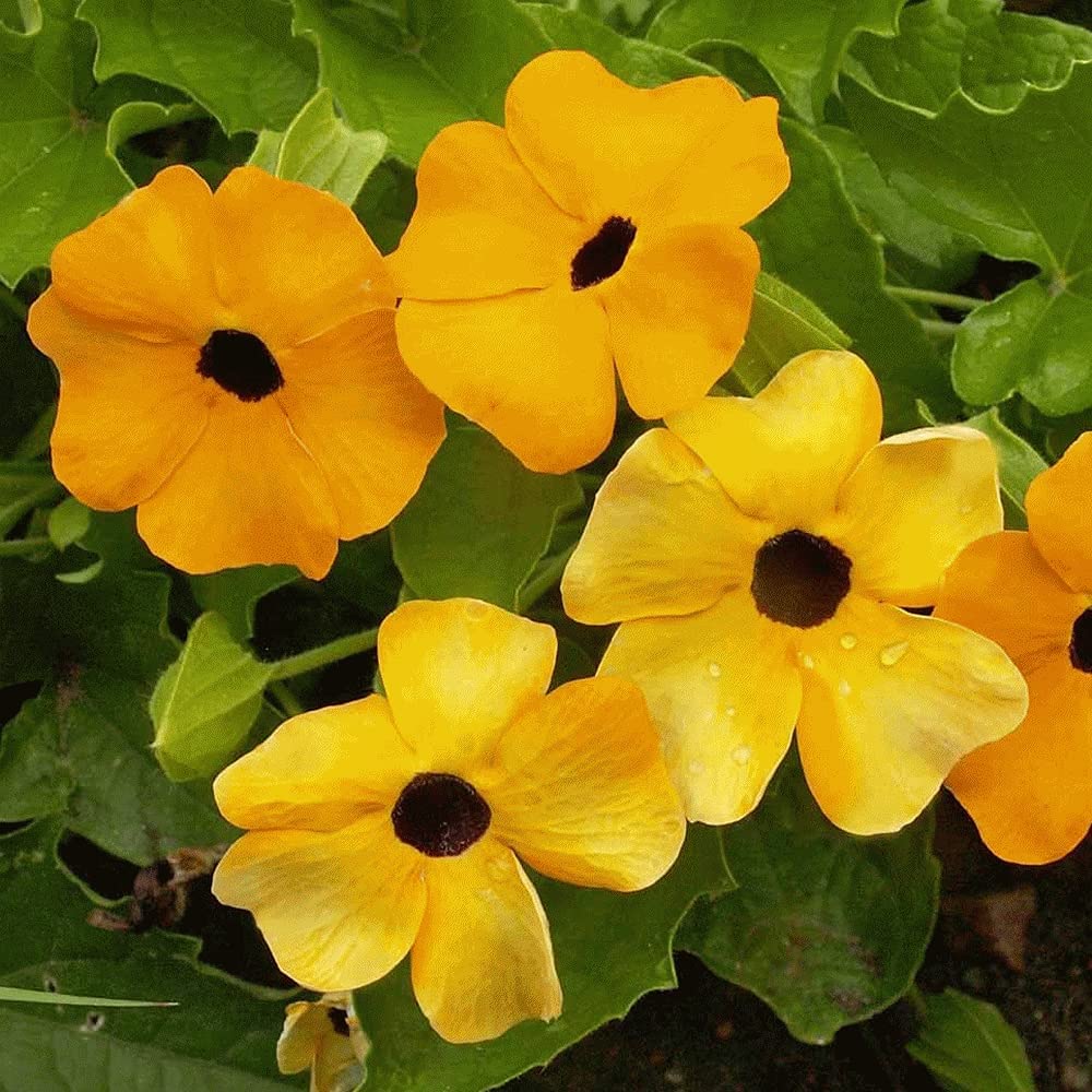 Black-Eyed Susan Vine, 25 Seeds Per Packet