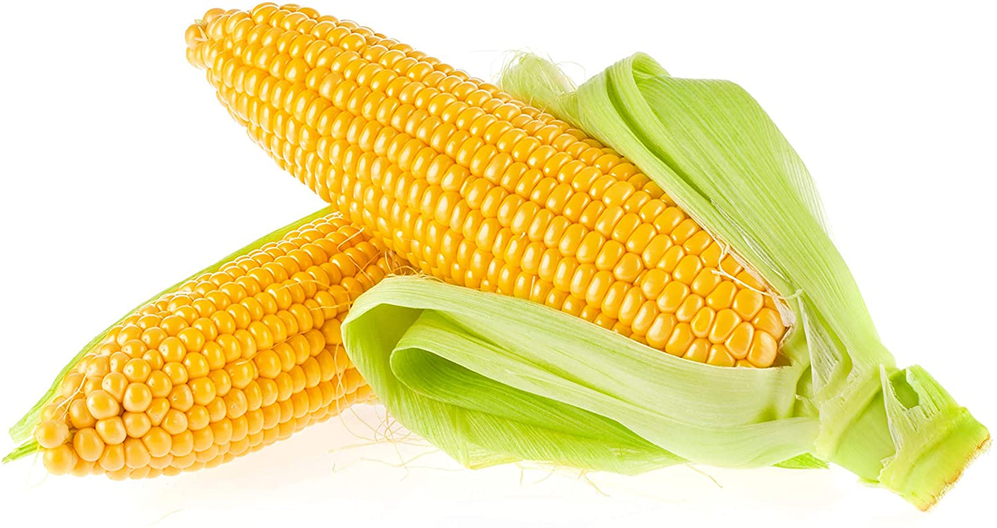 Early Sunglow Sweet Yellow Corn, 50+ Seeds Per Packet, Non GMO Seeds, Botanical Name: Zea mays