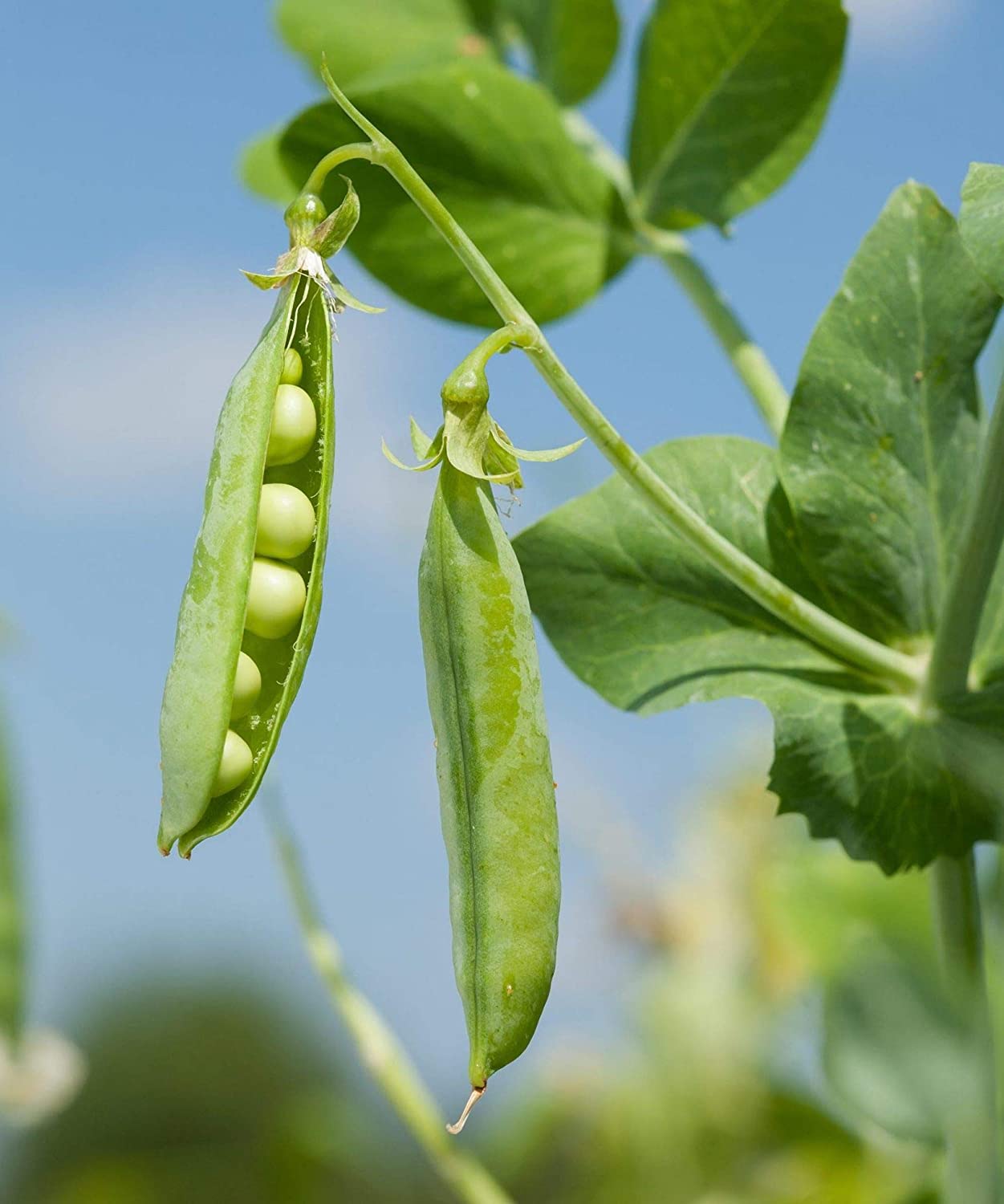 Perfection Dark Seeded Garden Pea, 50 Heirloom Seeds Per Packet, Non GMO Seeds