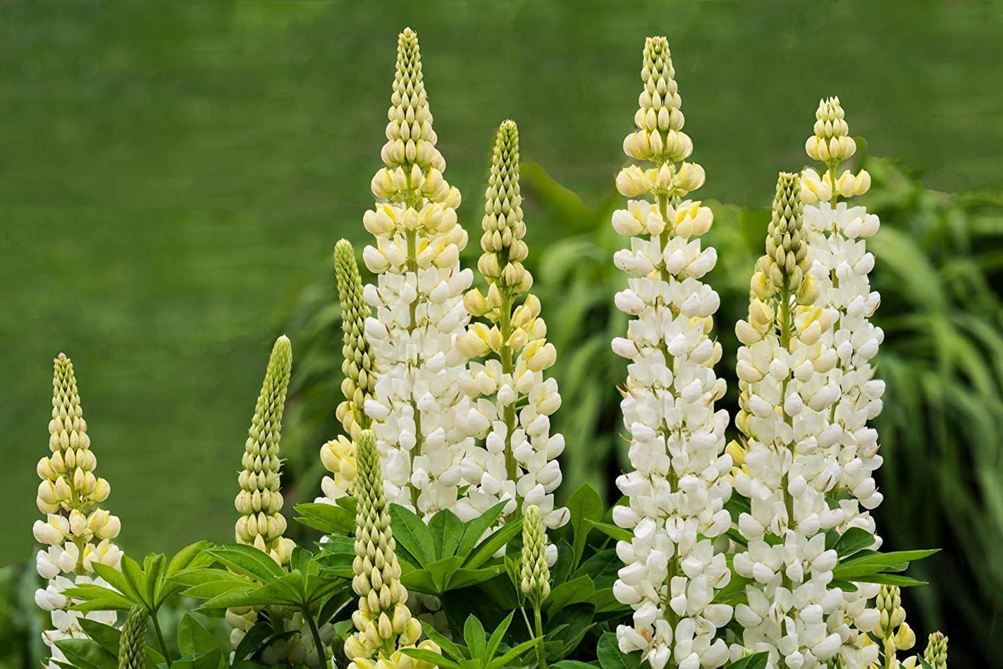 White Russell Lupine, 100 Seeds Per Packet, Non GMO Seeds