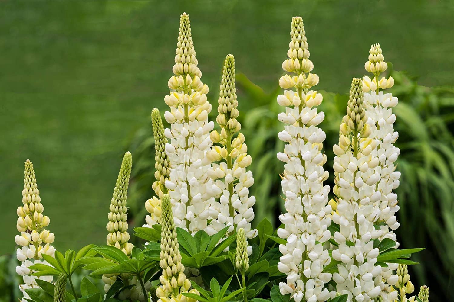 White Russell Lupine, 100 Seeds Per Packet, Non GMO Seeds