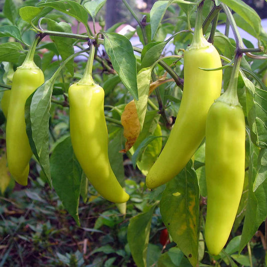 Banana Pepper Seeds, 100 Heirloom Seeds Per Packet, Non GMO Seeds