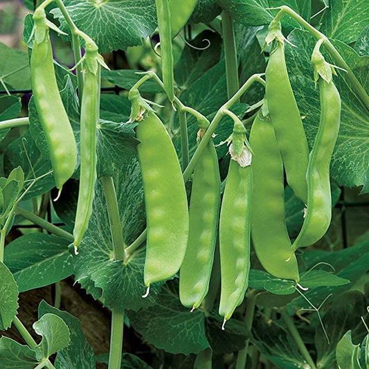 Oregon Sugar Pod II, 50 Heirloom Seeds Per Packet, Non GMO Seeds