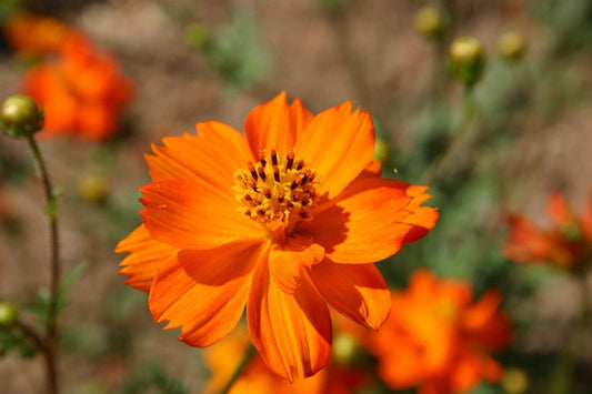 Cosmos Klondyke Orange Flowers, 100 Seeds Per Packet, Non GMO Seeds