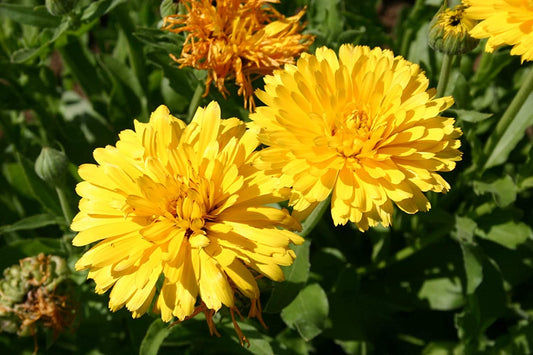 Calendula Yellow Dark Pacific Beauty, 250 Seeds Per Packet, Non GMO Seeds