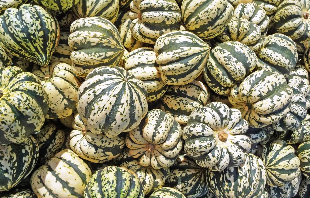 Sweet Dumpling Winter Squash, 50 Heirloom Seeds Per Packet, Non GMO Seeds