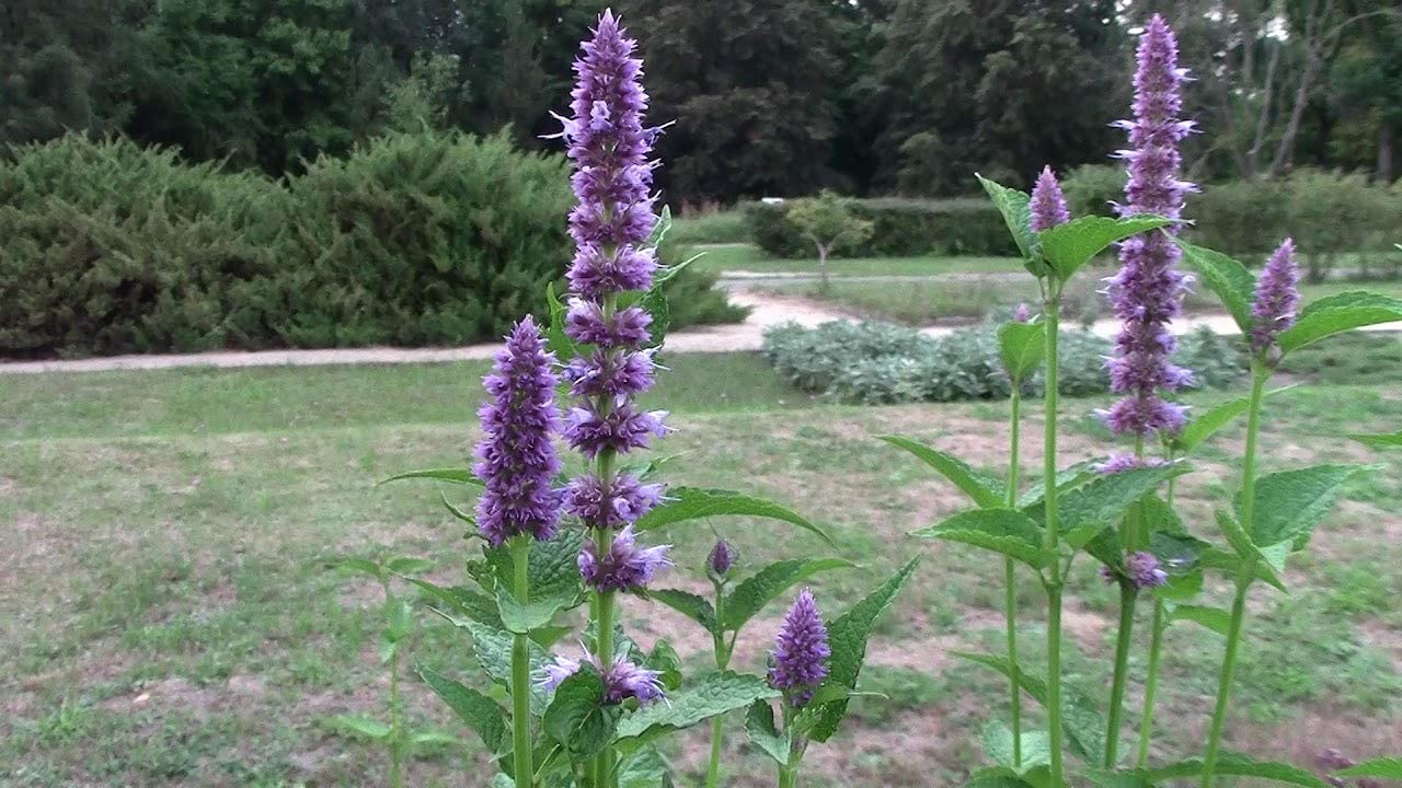 Purple Giant Hyssop