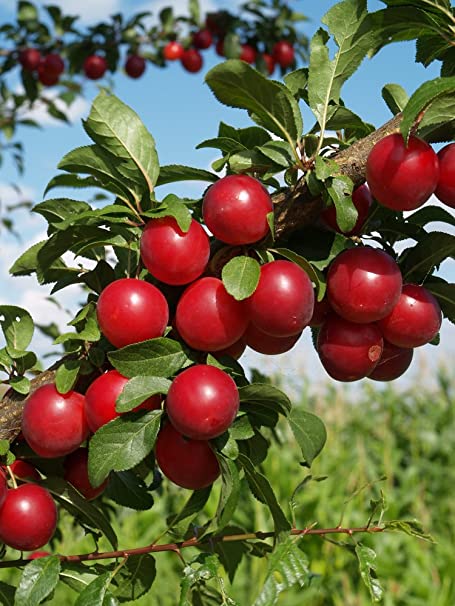American Red Plum Tree Seeds, 5 Seeds Per Packet