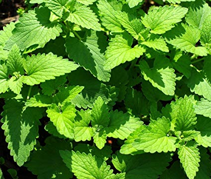 Catnip Herb, 1000 Heirloom Seeds Per Packet, Non GMO Seeds
