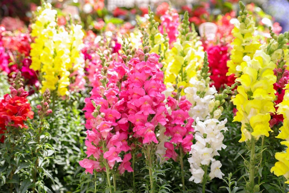 liberty garden seeds Snapdragon Seed Liberty Mix, 2000 Heirloom Seeds Per Packet, Non GMO Seeds