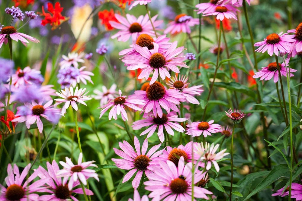 Echinacea Purple Coneflower, 750 Seeds Per Packet, Non GMO Seeds