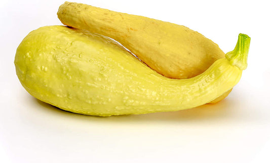 Crookneck Summer Squash, 30 Heirloom Seeds Per Packet, Non GMO Seeds