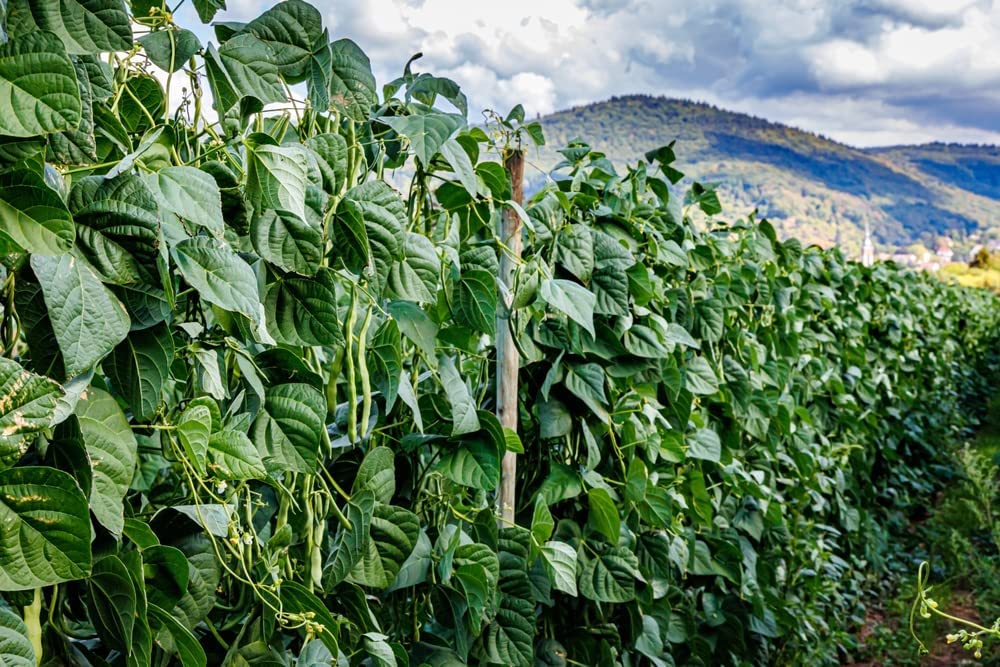 Blue Lake Pole Bean FM1K, 50 Heirloom Seeds Per Packet, Non GMO Seeds