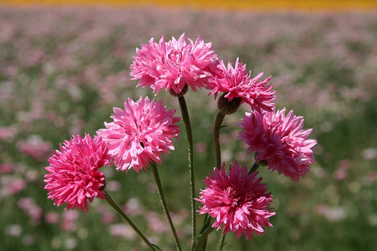 Bachelor Button "Pinkie", 200 Flower Seeds Per Packet