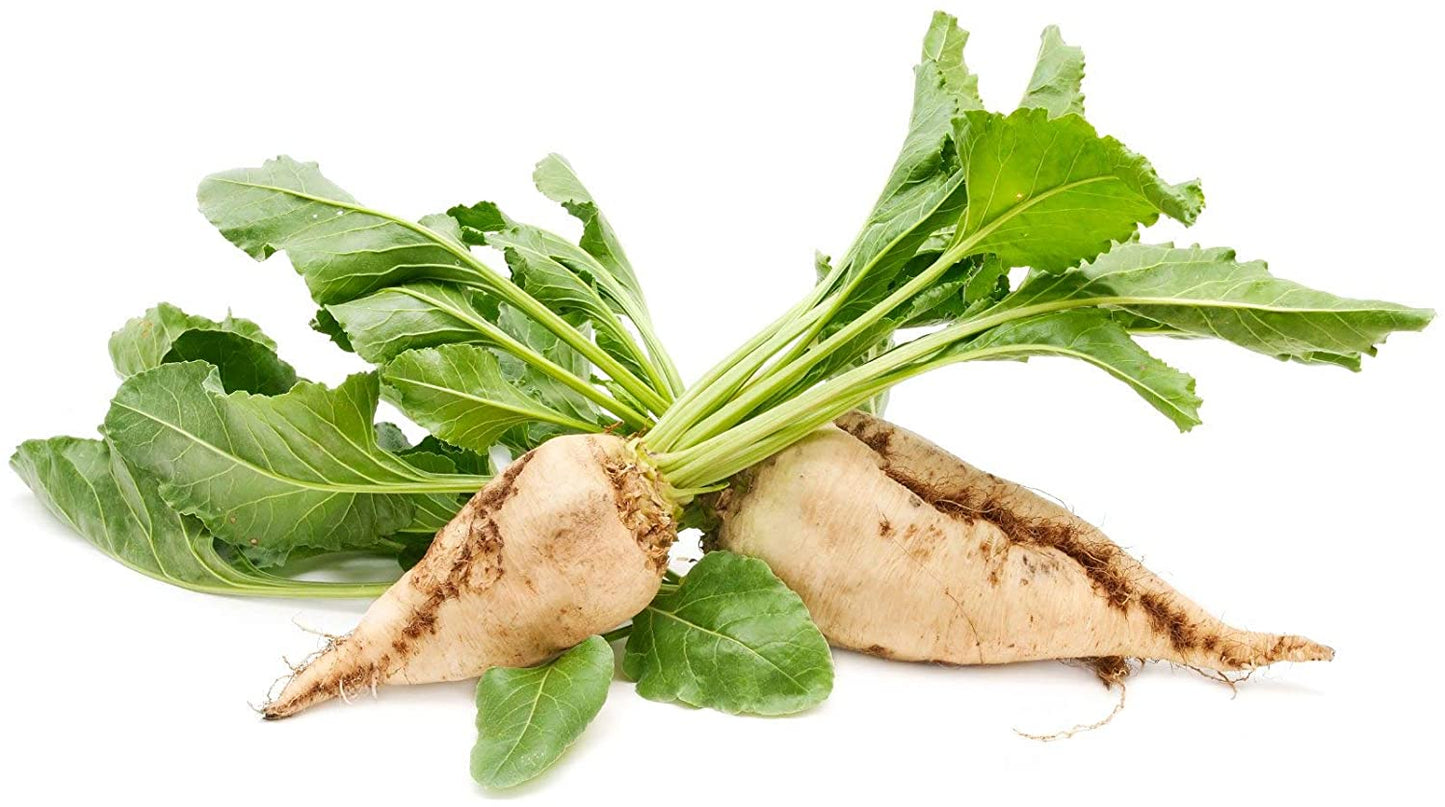 Sugar Beets, 100 Heirloom Seeds Per Packet, Non GMO Seeds